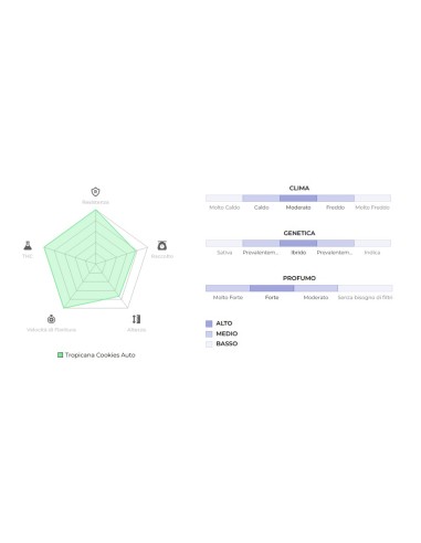 Scopri la potenza di Auto Tropicana Cookies di 420 Fast Buds: un'esperienza autofiorente unica.