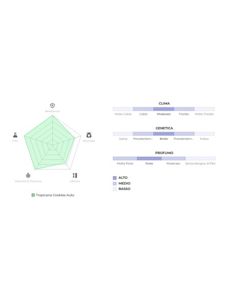 Scopri la potenza di Auto Tropicana Cookies di 420 Fast Buds: un'esperienza autofiorente unica.