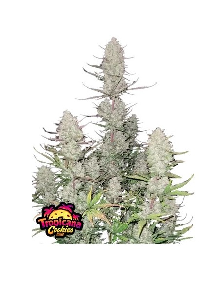 Scopri la potenza di Auto Tropicana Cookies di 420 Fast Buds: un'esperienza autofiorente unica.