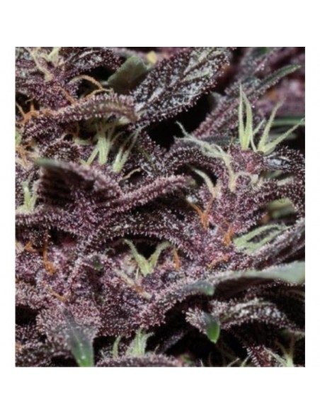 Buddha Seeds - Purple Kush Auto