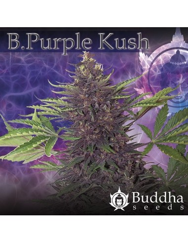 BUDDHA SEEDS - BUDDHA PURPLE KUSH AUTO - 50 SEMI femminizzati da collezione grow shop