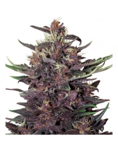 BUDDHA SEEDS - BUDDHA PURPLE KUSH AUTO - 50 SEMI femminizzati da collezione grow shop