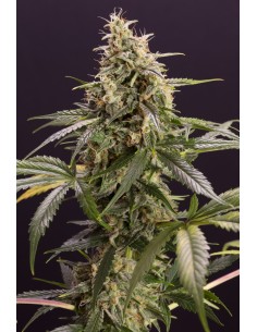 Auto Chem Bomb - Humboldt Seed Organization: potenza esplosiva e qualità superiore per coltivatori esperti.