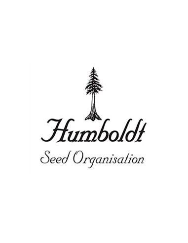 Humboldt Seed Organization Mango OG Auto 5 Semi