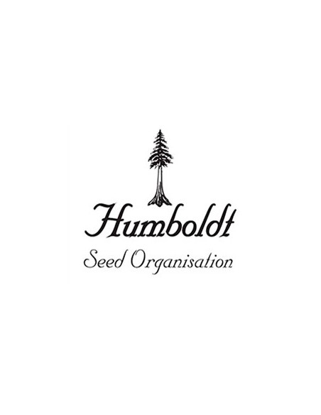 Humboldt Seed Organization Mango OG Auto 5 Semi