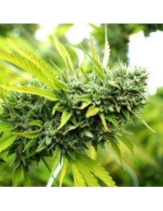 Auto Mango OG del marchio Humboldt Seed Organization - potente strain autofiorente di alta qualità.
