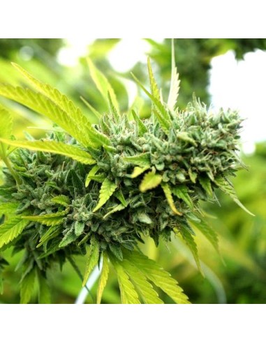Auto Mango OG del marchio Humboldt Seed Organization - potente strain autofiorente di alta qualità.