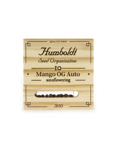 Auto Mango OG del marchio Humboldt Seed Organization - potente strain autofiorente di alta qualità. 2