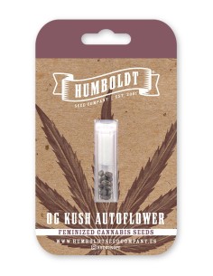 Scopri l'Auto OG Kush di Humboldt Seed Organization: un'esperienza unica per i veri appassionati di cannabis. 2