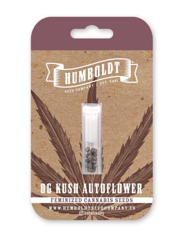 Scopri l'Auto OG Kush di Humboldt Seed Organization: un'esperienza unica per i veri appassionati di cannabis.