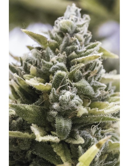 Scopri l'Auto OG Kush di Humboldt Seed Organization: un'esperienza unica per i veri appassionati di cannabis.