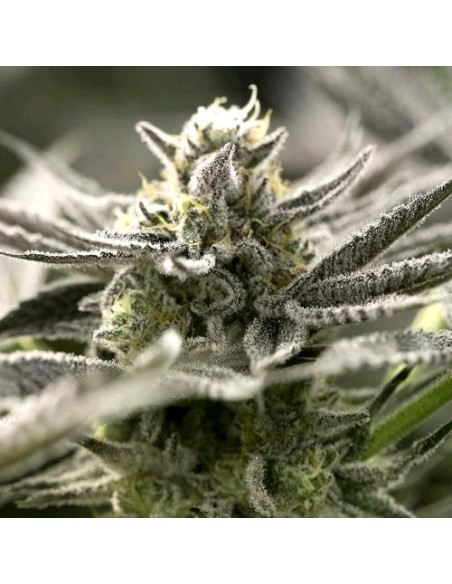 Auto OGKZ di Humboldt Seed Organization: qualità superiore per una coltivazione facile e rapida.