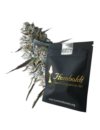 Auto OGKZ di Humboldt Seed Organization: qualità superiore per una coltivazione facile e rapida.