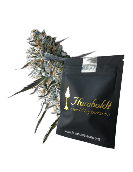Auto OGKZ di Humboldt Seed Organization: qualità superiore per una coltivazione facile e rapida.