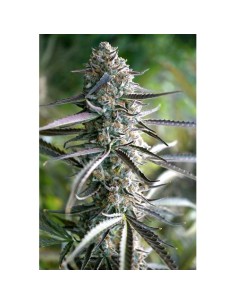 Scopri Auto Pineapple Chem di Humboldt Seed Organization, il miglior ibrido autofiorente per coltivatori esperti.