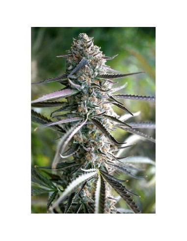 Scopri Auto Pineapple Chem di Humboldt Seed Organization, il miglior ibrido autofiorente per coltivatori esperti.