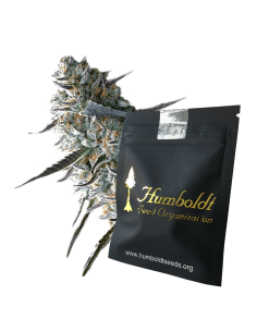 Scopri Auto Pineapple Chem di Humboldt Seed Organization, il miglior ibrido autofiorente per coltivatori esperti. 2