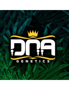 DNA Genetics Sour Juice Regolari 18 semi 2