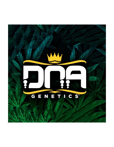 DNA Genetics Sour Juice Regolari 18 semi
