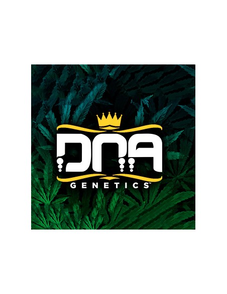 DNA Genetics Sour Juice Regolari 18 semi