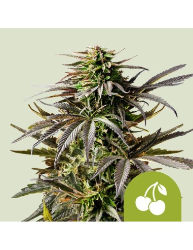 Auto Cherry Pie di Royal Queen Seeds: delizia autofiorente con sapori dolci e fioritura rapida.