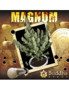 Buddha Seeds - Magnum Auto