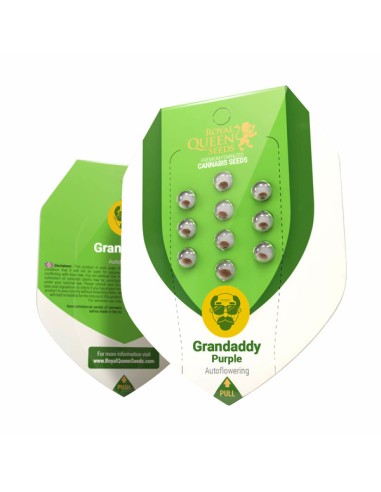 Auto Grandaddy Purple - Royal Queen Seeds: perfetto per gli appassionati di cannabis autofiorente