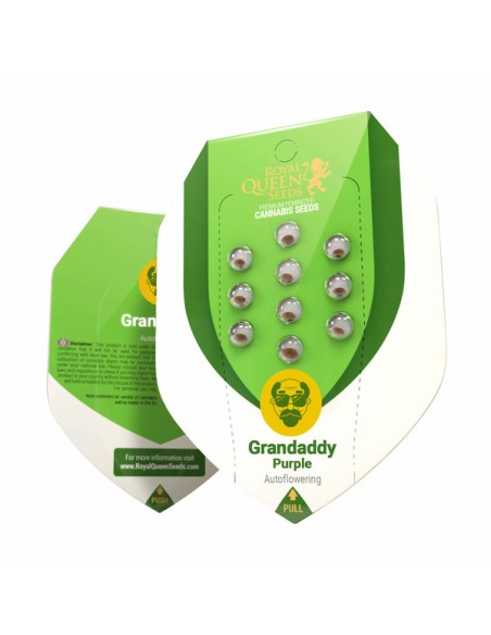 Auto Grandaddy Purple - Royal Queen Seeds: perfetto per gli appassionati di cannabis autofiorente