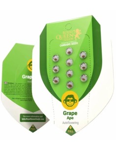 Scopri Auto Grape Ape di Royal Queen Seeds, un'autofiorente unica per i veri intenditori. 2