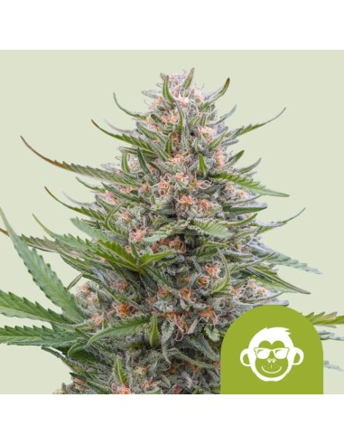 Scopri Auto Grape Ape di Royal Queen Seeds, un'autofiorente unica per i veri intenditori.