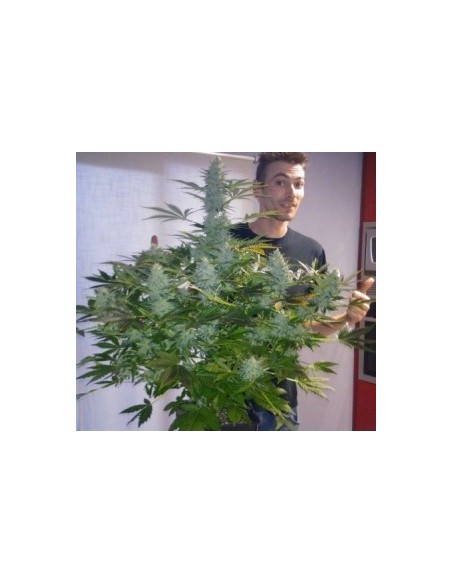 Buddha Seeds - Magnum Auto