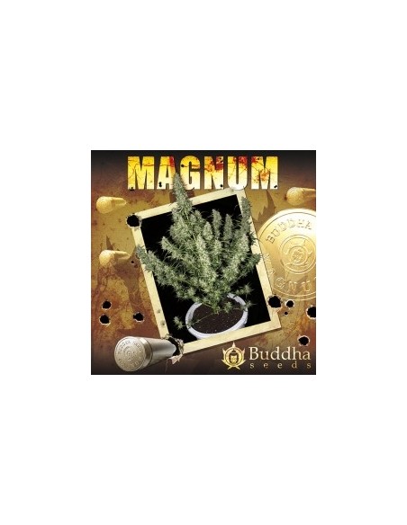 Buddha Seeds - Magnum Auto