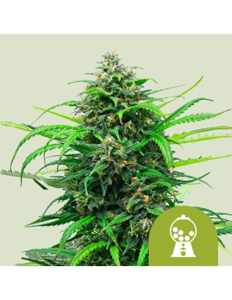 Royal Queen Seeds Pink Runtz Automatic 1 Seme