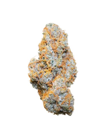 Auto Apple Fritter di Royal Queen Seeds: cannabis autofiorente di qualità con un aroma fruttato unico.