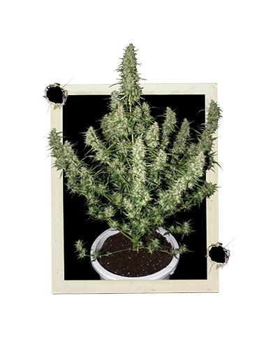 Buddha Seeds - Magnum Auto