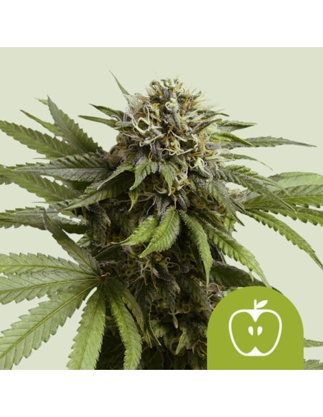 Auto Apple Fritter di Royal Queen Seeds: cannabis autofiorente di qualità con un aroma fruttato unico.