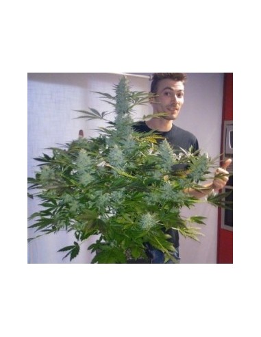 Buddha Seeds - Magnum Auto