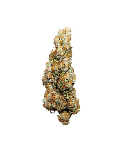 Auto Wedding Cake di Royal Queen Seeds: genetica potente con aroma dolce e rilassante