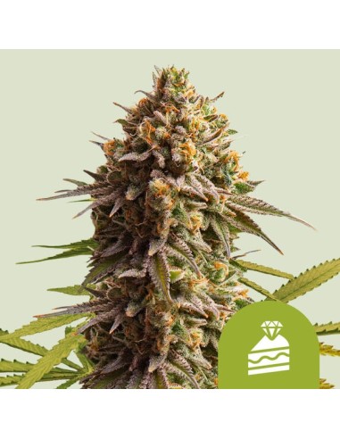 Auto Wedding Cake di Royal Queen Seeds: genetica potente con aroma dolce e rilassante