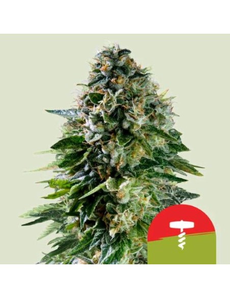 Royal Queen Seeds X Tyson - Corkscrew 10 Semi - Auto