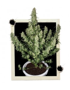 Buddha Seeds - Magnum Auto 2