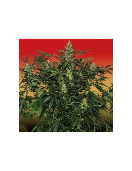 Buddha Seeds - Deimos Auto