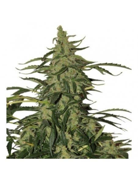 Buddha Seeds - Deimos Auto