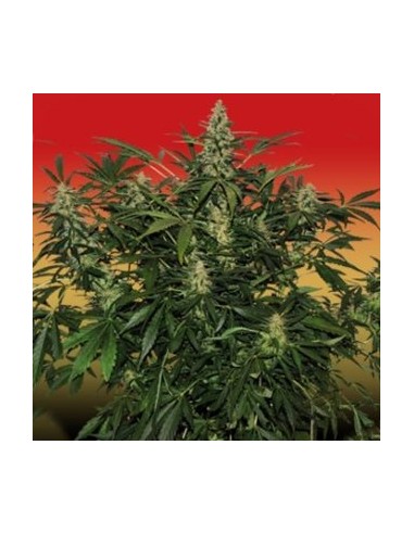 Buddha Seeds - Deimos Auto