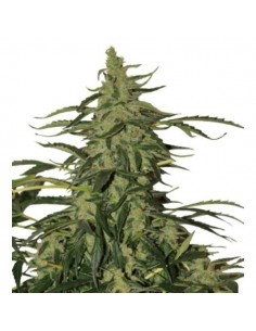 Buddha Seeds - Deimos Auto 2