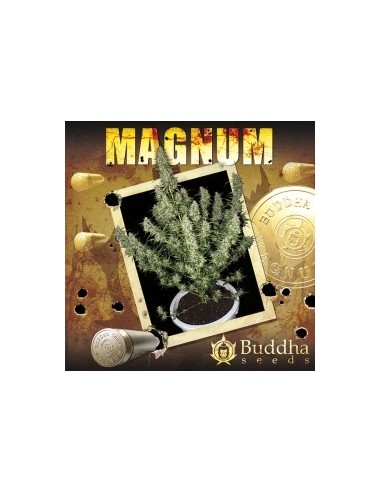 BUDDHA SEEDS - MAGNUM AUTO - BLISTER 50 SEMI SEPARABILI femminizzati da collezione grow shop