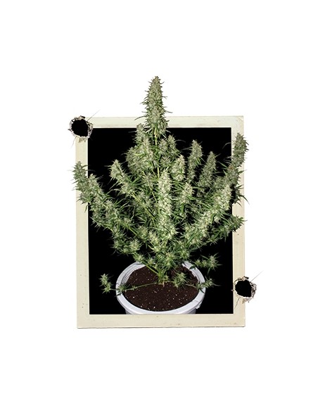 BUDDHA SEEDS - MAGNUM AUTO - BLISTER 50 SEMI SEPARABILI femminizzati da collezione grow shop