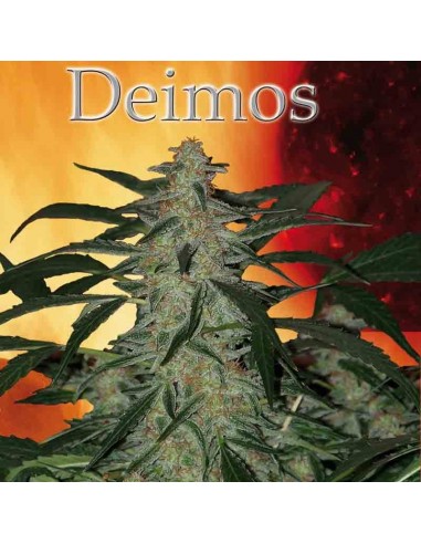 Buddha Seeds - Deimos Auto