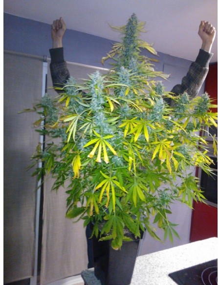 Buddha Seeds - Deimos Auto