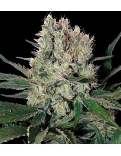 Buddha Seeds - Syrup Auto 2